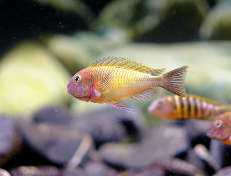 Tropheus moorii 'Cape Nangu'